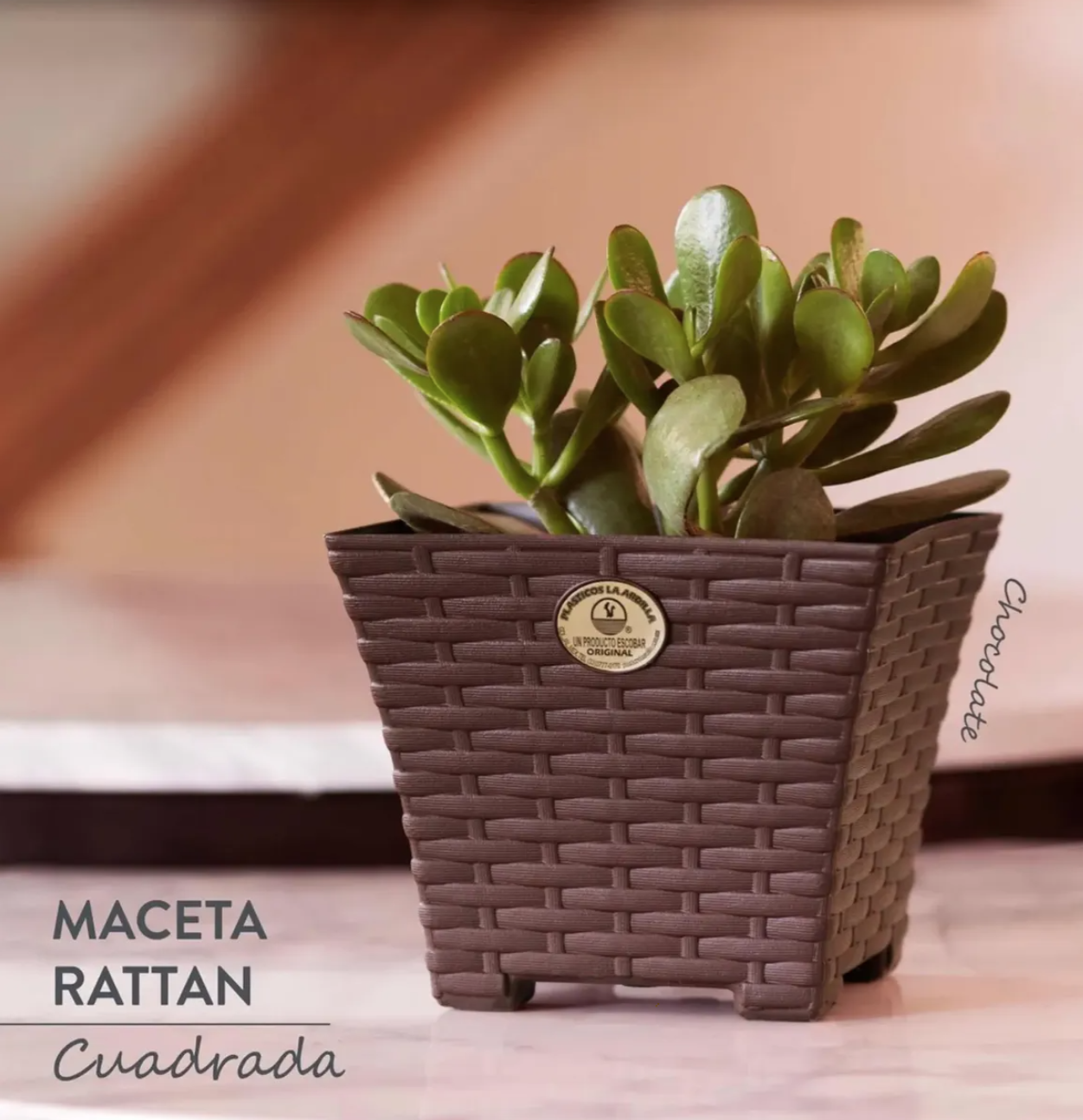 RATTANCHICA